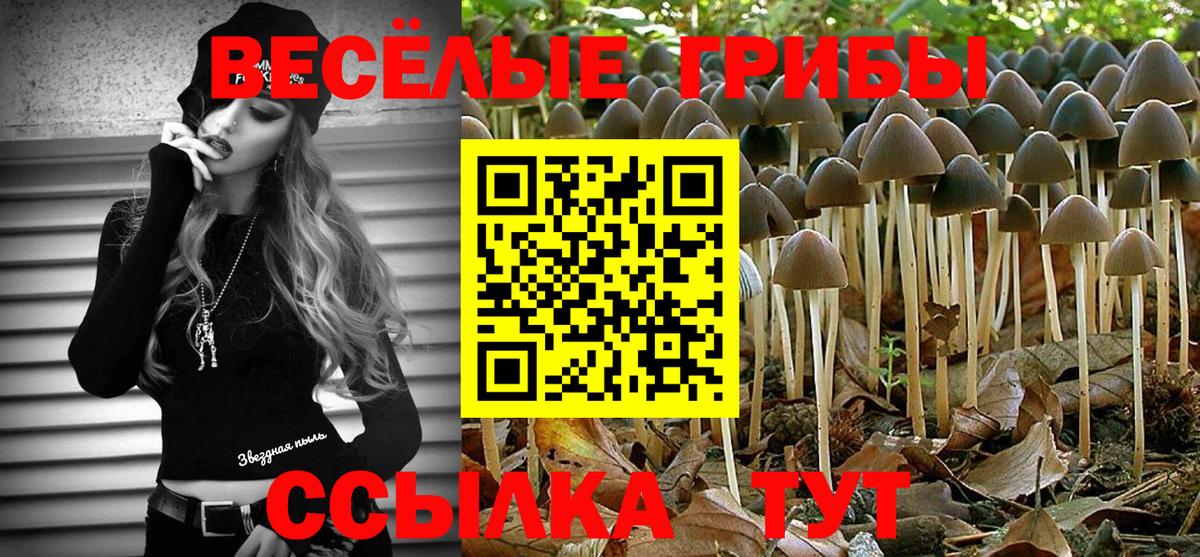Галлюциногенные грибы Psilocybine cubensis Курск
